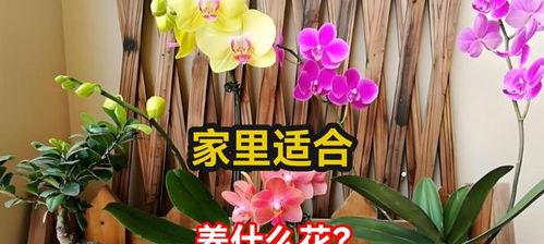 家里适合养什么花,挑选适合家庭种植的美丽植物
