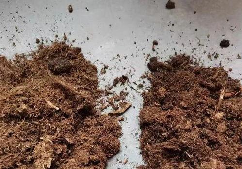 泥炭土是什么土,盆栽植物的理想生长介质解析