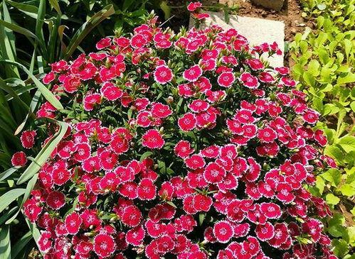 石竹花什么季节开花,石竹花盛花期与养护要点