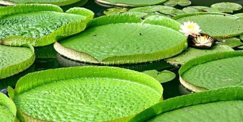 王莲是什么植物,水中巨人的生态奥秘与观赏魅力