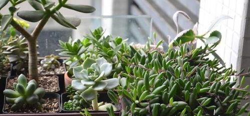 紫玄月刚栽好怎么浇水,紫玄月栽植初期浇水技巧与养护指南