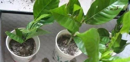 桅子花什么时候扦插