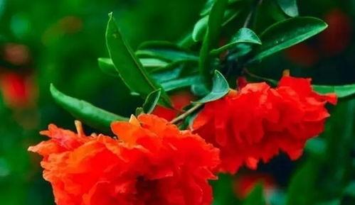 石榴花的花朵是什么,绽放的火红诗篇