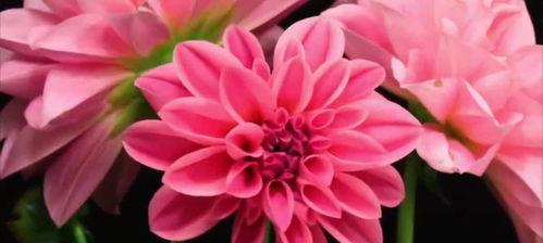 花语是什么意思,探寻花卉背后的情感寓意