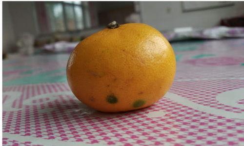 桔子怎么在家盆栽,从种植到养护的全方位指南”
