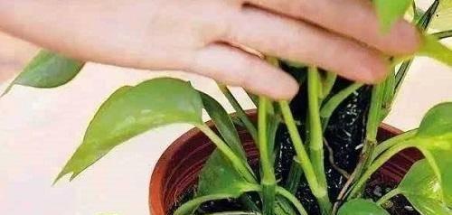 肉花施什么肥,科学配比，助力植物茁壮成长