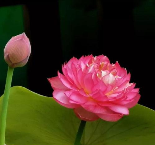 花卉玉珠莲如何养殖,打造家中美丽花景