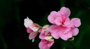 常见花的名字大全及花语,常见花卉名字与花语概览