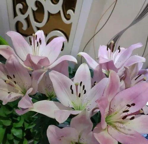 百合花大概多久开花,百合花开花周期与生长特点概述