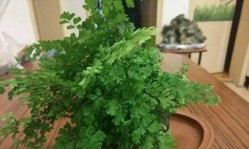 木本花叶干吧怎么办,木本花叶干枯问题解析与养护攻略
