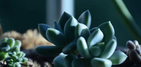 多肉长高怎么换盆,多肉植物长高后的换盆技巧解析