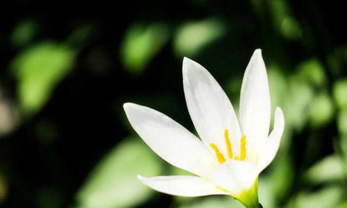 黄水仙日本花语,日本花语中的纯洁与希望