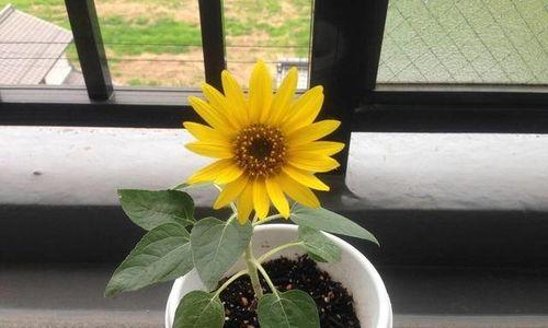 向日葵种怎么种,从播种到收获的实用指南