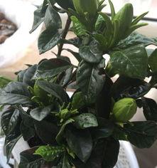 栀子花叶子的部分有哪些,栀子花叶子的生长奥秘解析