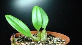 合果芋属于什么属,揭秘其独特的植物家族归属