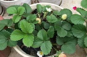 秋天的草莓怎么种植,秋季草莓种植技巧揭秘