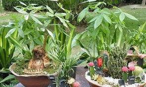 发财树怎么施氮肥,助力植物茁壮成长