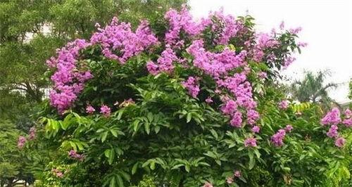 紫薇花树如何养护,打造美丽庭院的秘诀
