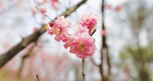 花在春天会怎么样,春天的花事盛景