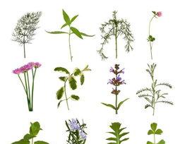木本植物的作用有哪些,生态、经济与生活不可或缺的绿色瑰宝