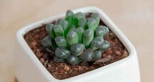 玉露花如何保养,绽放永恒的清新魅力
