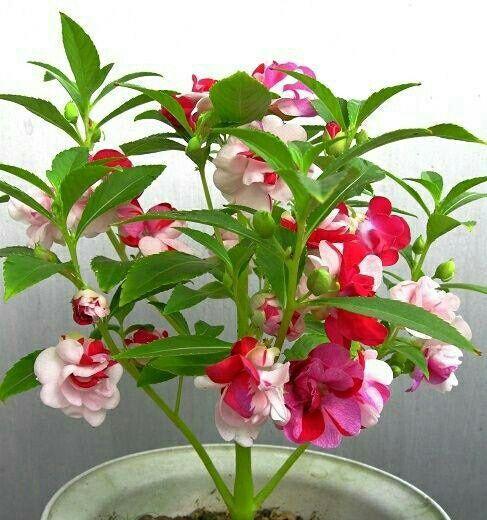 凤仙花怎么种土,土壤选择与培育技巧解析