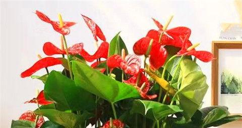 如何促进红掌开花,高效促花技巧解析