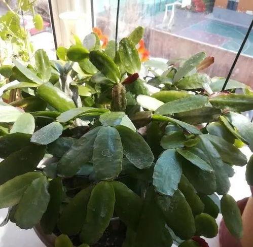 仙人指花花期怎么养,花开富贵，指路人生
