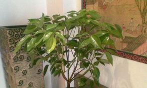 肉桂植物怎么养,从播种到收获的全程指南