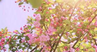 相思断肠花的花语,揭秘相思断肠花的深情寓意