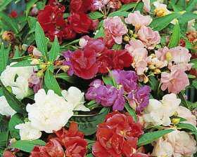 花几月开花由什么决定,揭秘决定花期生成的关键因素